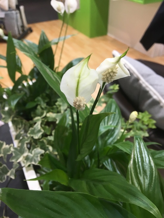 Ambiente 2018 Blumen auf Stand von Hugo Frosch Wärmflaschen Probenqueen
